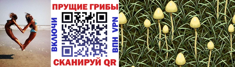 Галлюциногенные грибы Magic Shrooms  Кондрово 
